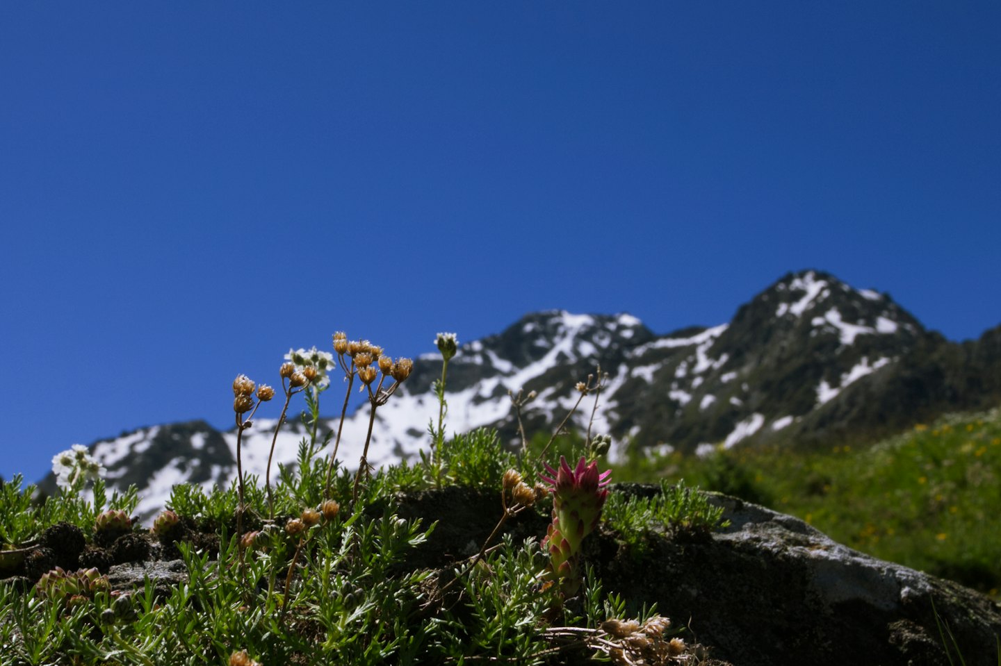 Rosa Sukkulenten und alpine Vegetation auf einem Felsvorsprung.